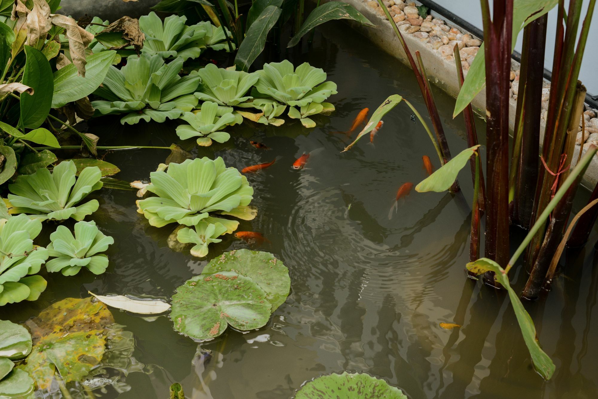 The Villa Secret Garden Siem Reap Exterior photo